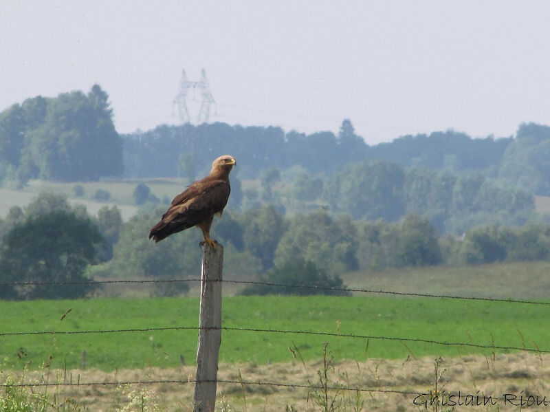 Aigle pomarinadulte