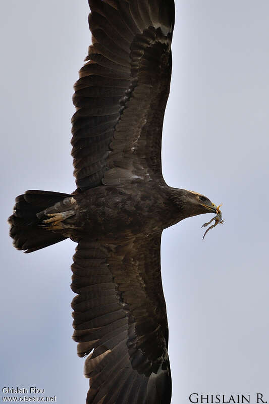 Lesser Spotted Eagleadult, feeding habits