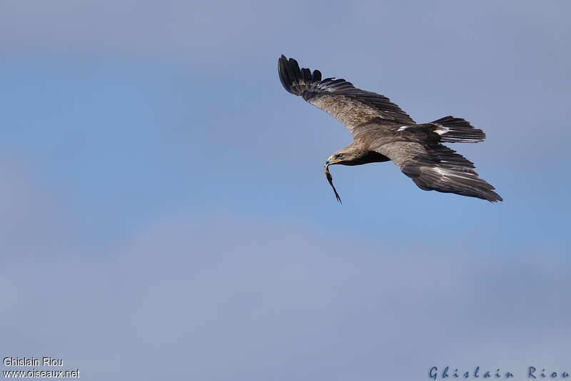 Lesser Spotted Eagleadult, fishing/hunting