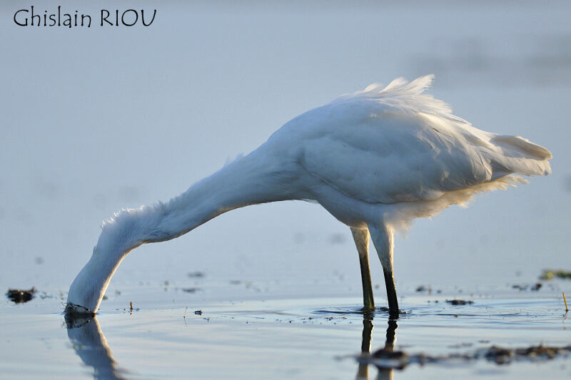 Little Egret