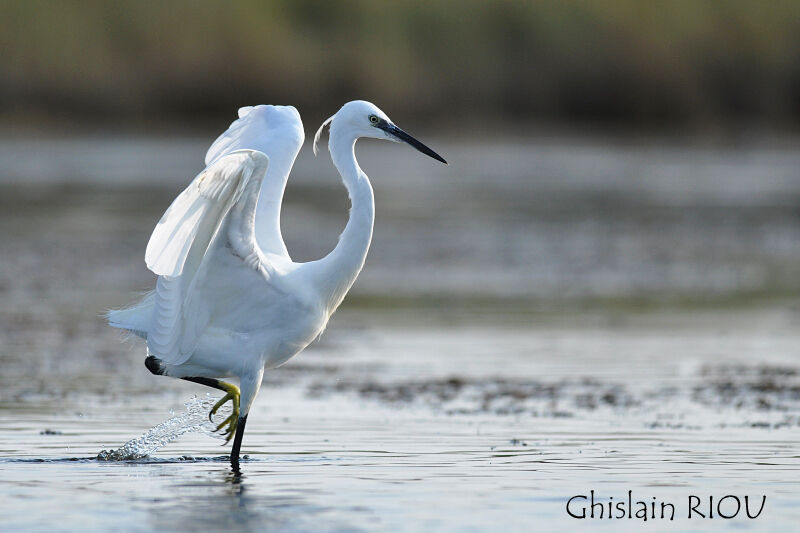 Little Egret