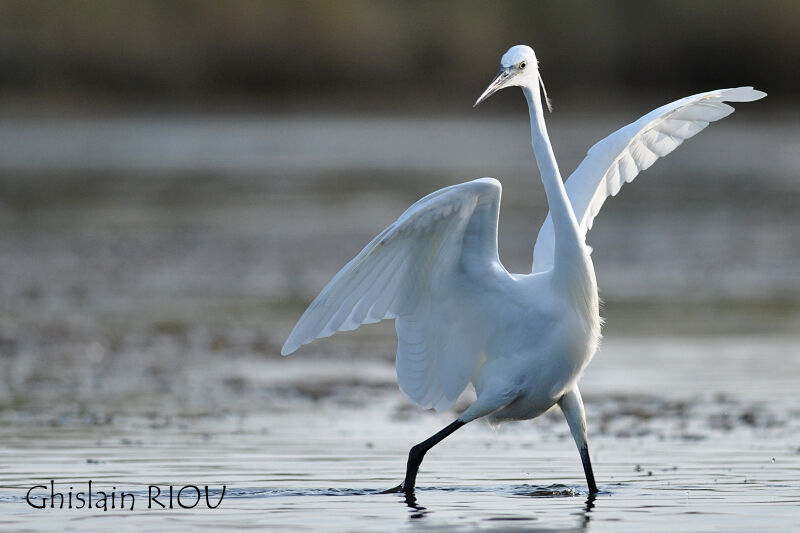 Aigrette garzette