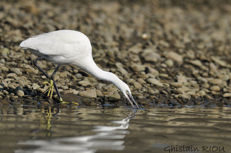 Little Egret