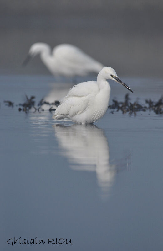 Little Egret