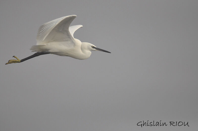 Little Egret