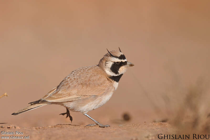 Temminck's Larkadult, identification