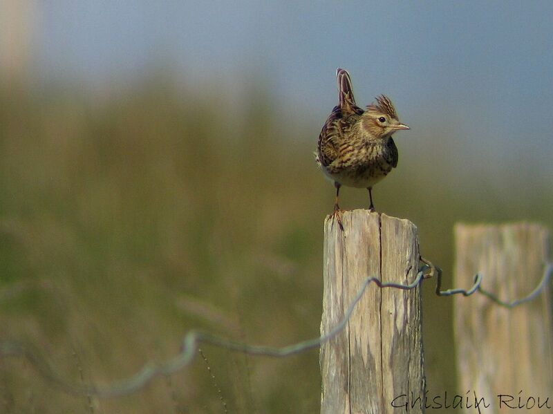 Eurasian Skylark