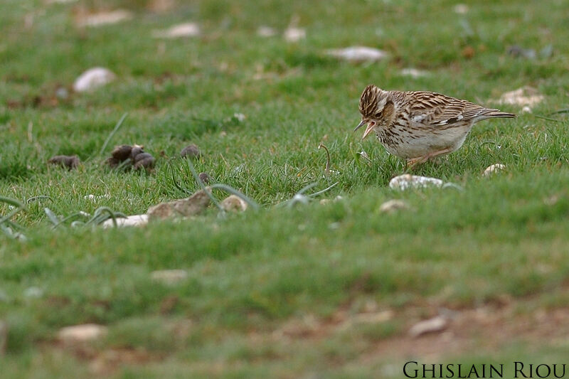 Woodlark