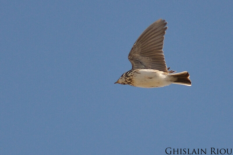 Mediterranean Short-toed Lark