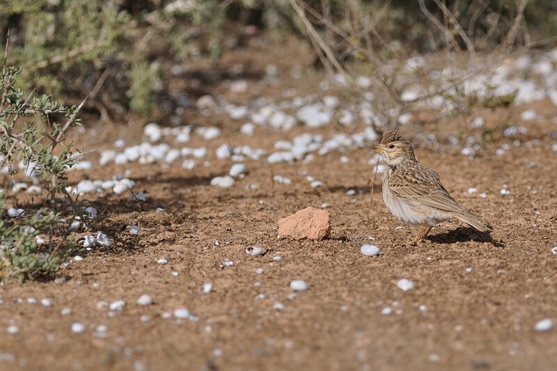 Mediterranean Short-toed Lark