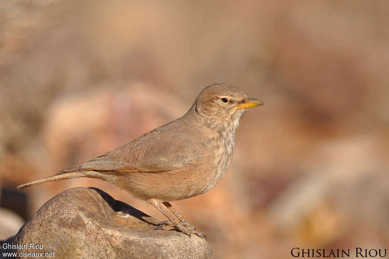 Desert Lark