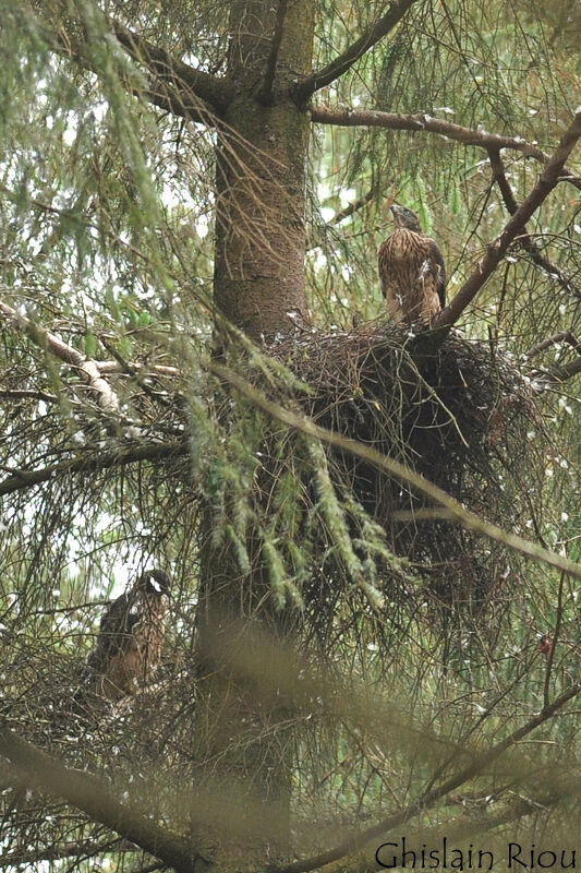 Eurasian Goshawkjuvenile