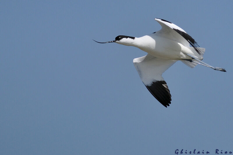 Pied Avocet