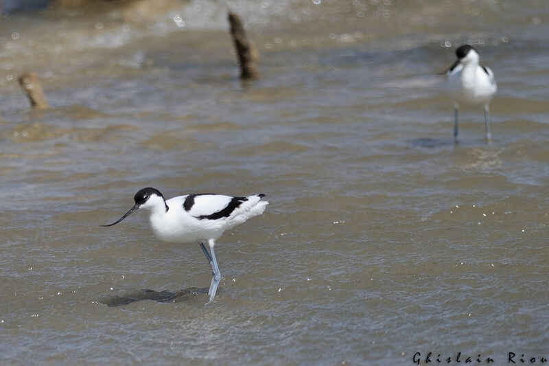 Avocette élégante