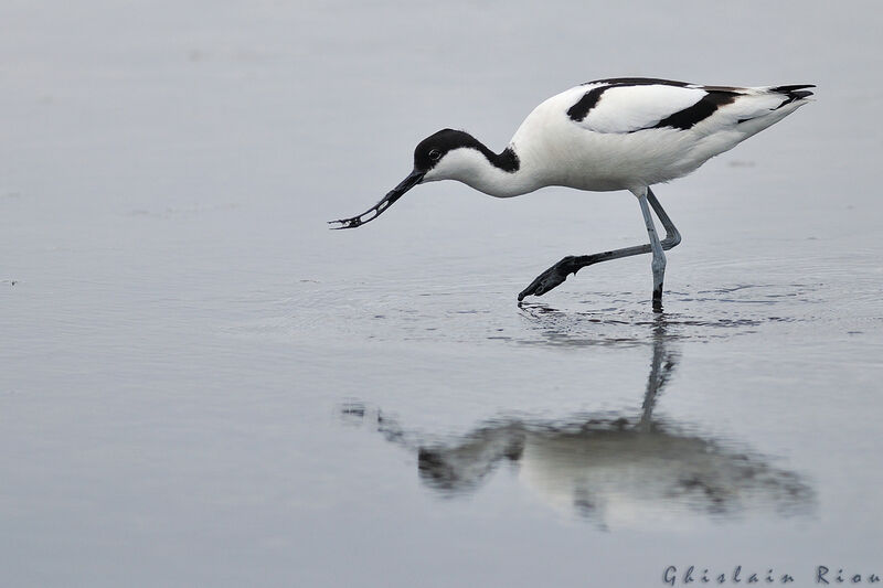 Avocette élégante