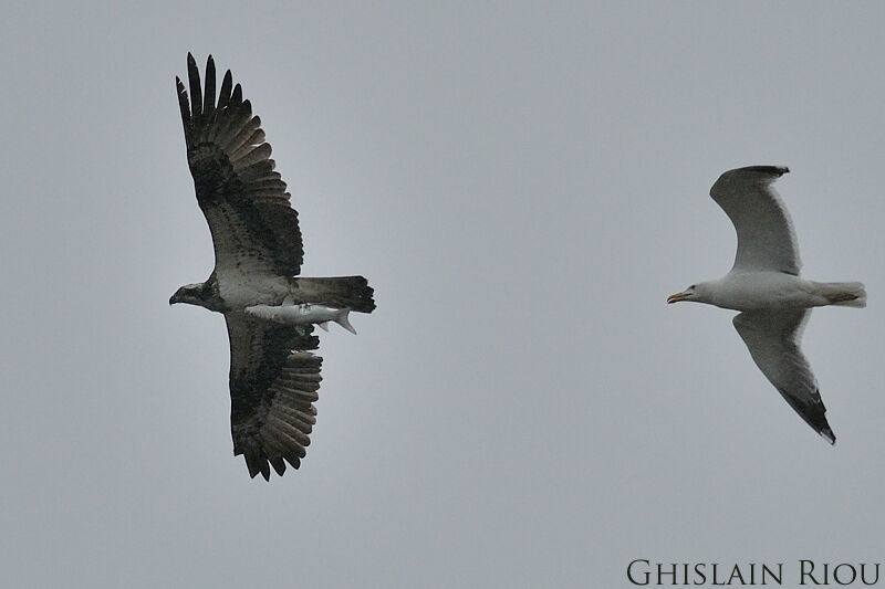 Osprey