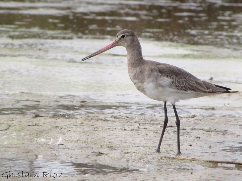 Black-tailed Godwit