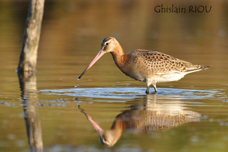 Black-tailed Godwit