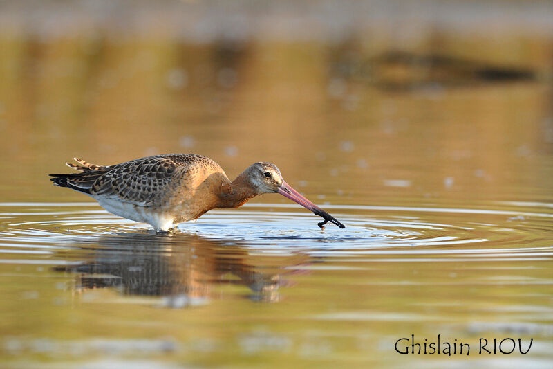 Black-tailed Godwit