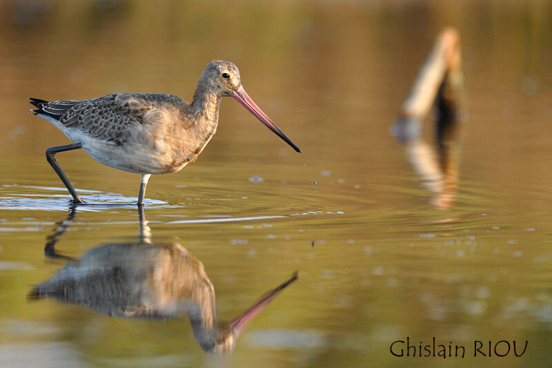 Black-tailed Godwit