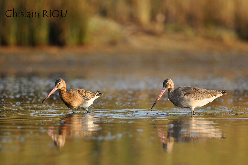 Black-tailed Godwit