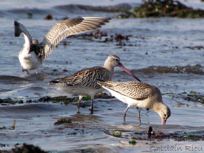 Bar-tailed Godwit