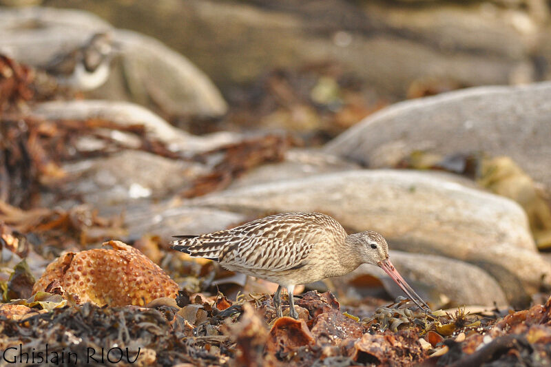 Bar-tailed Godwit