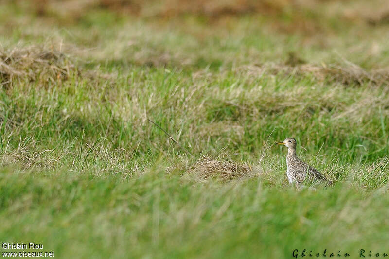 Bartramie des champs1ère année, habitat