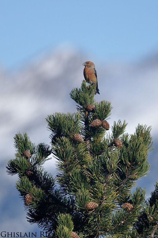 Bec-croisé des sapins mâle