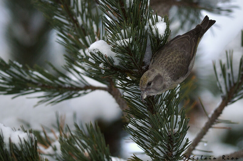 Red Crossbill female