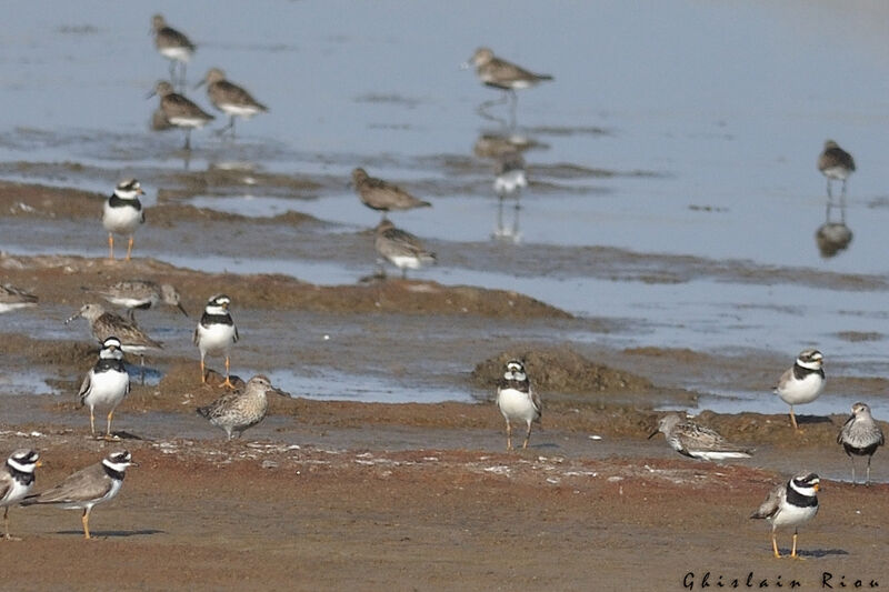 Sharp-tailed Sandpiperadult transition, walking