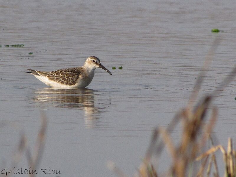 Curlew SandpiperFirst year