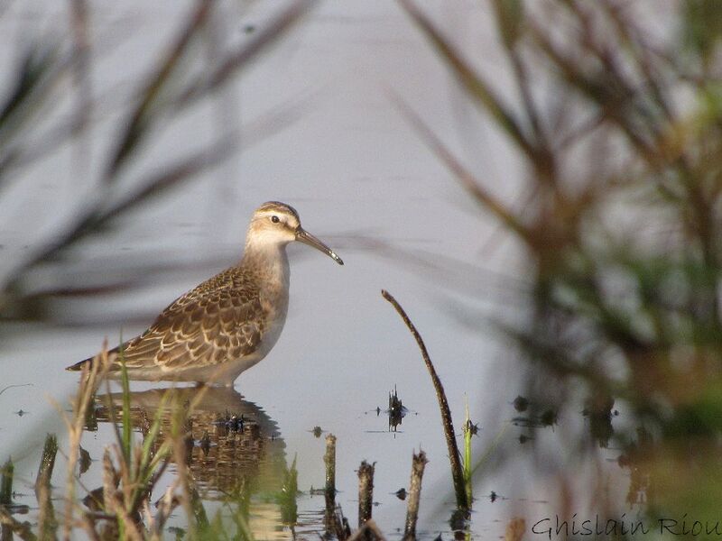 Curlew SandpiperFirst year