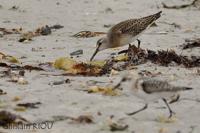 Curlew Sandpiperjuvenile