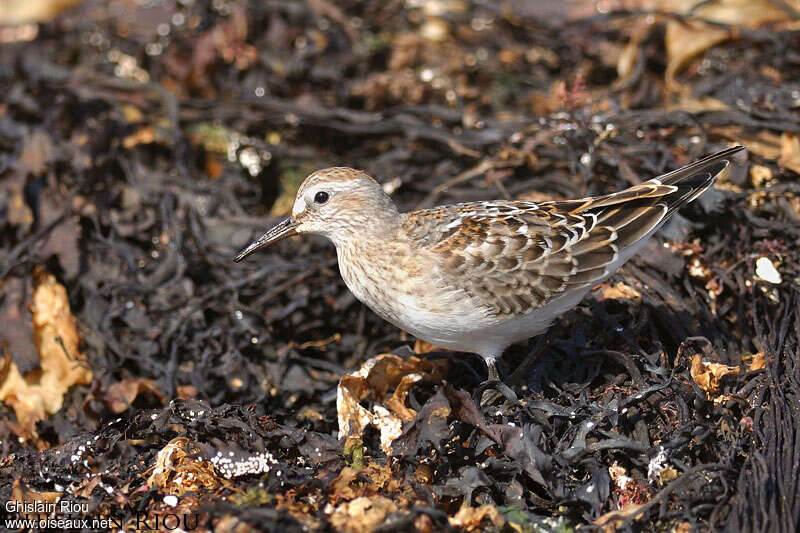 White-rumped SandpiperFirst year, identification