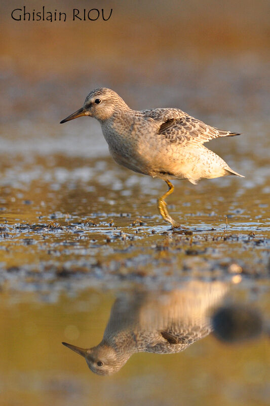 Red Knot