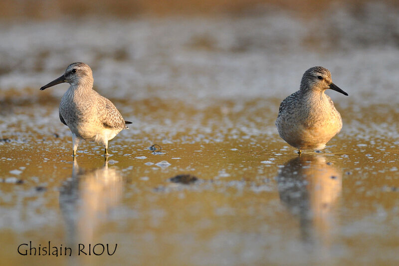 Red Knot