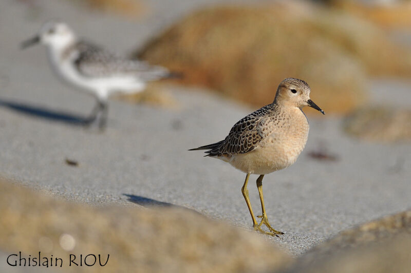 Buff-breasted Sandpiperjuvenile