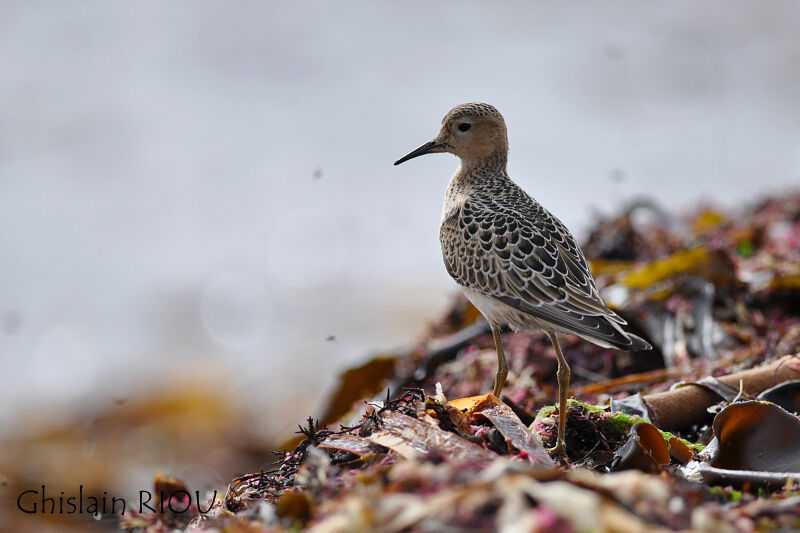 Buff-breasted Sandpiperjuvenile