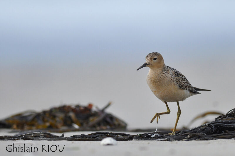 Buff-breasted Sandpiperjuvenile