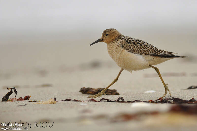 Buff-breasted Sandpiperjuvenile, pigmentation, walking, Behaviour