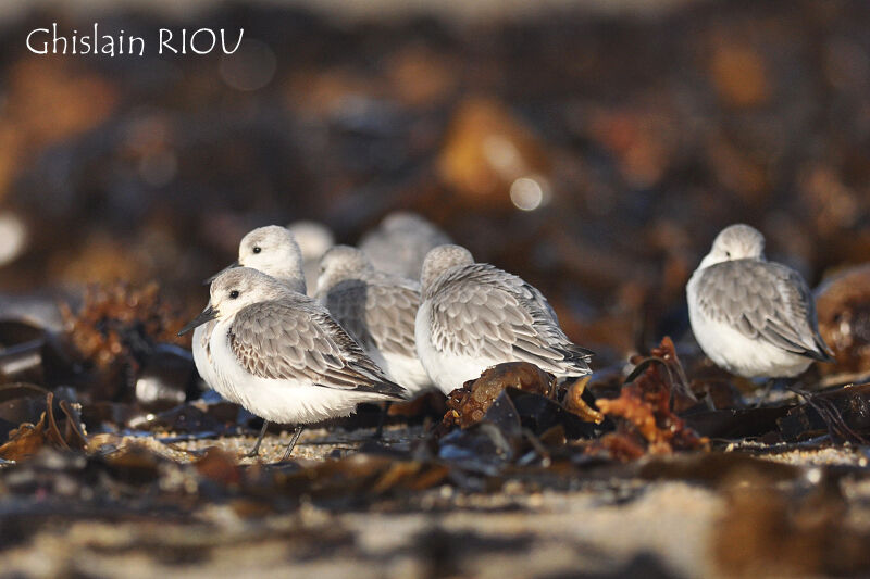 Sanderling