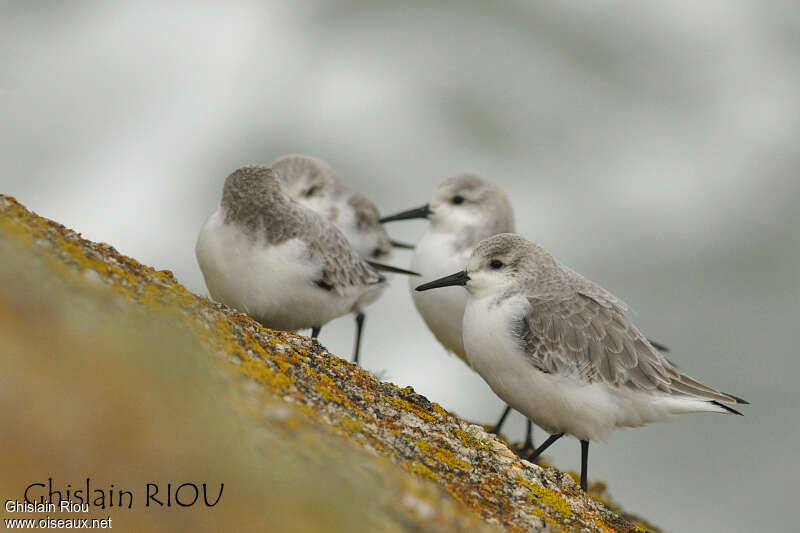 Sanderling, Behaviour