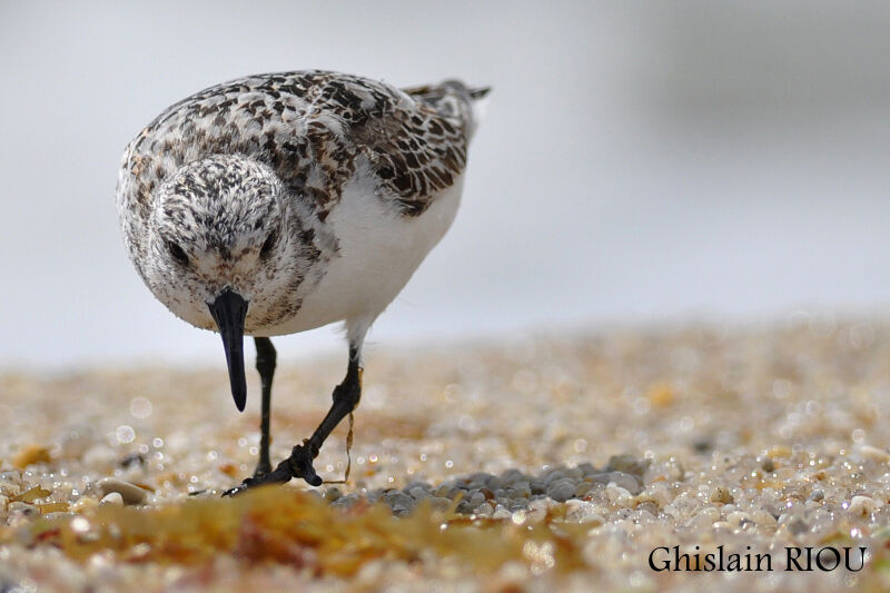 Bécasseau sanderling