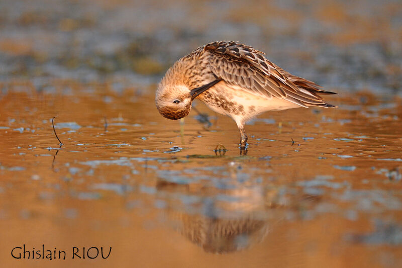 Dunlin