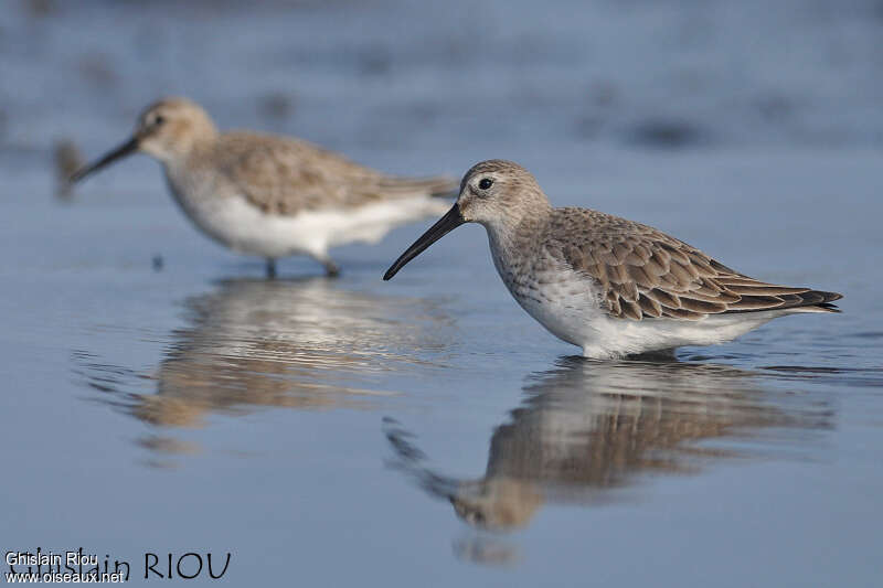 Dunlinadult post breeding, identification