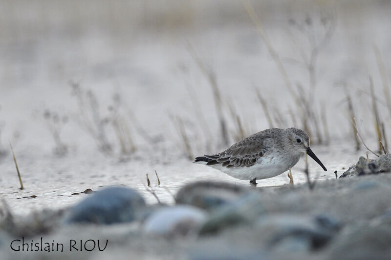 Dunlin