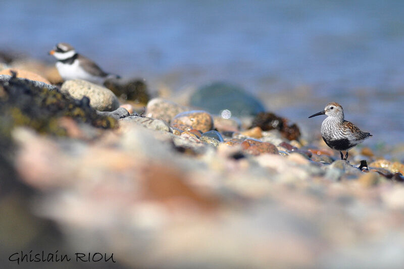 Dunlin