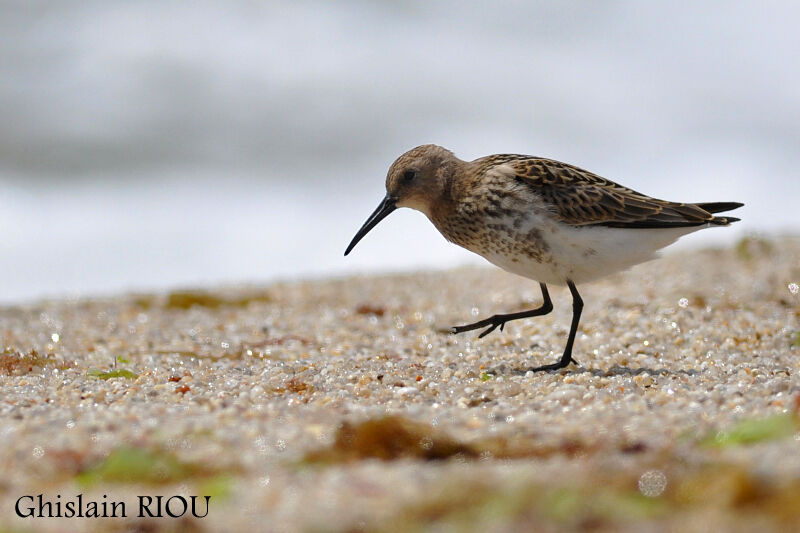 Bécasseau variable