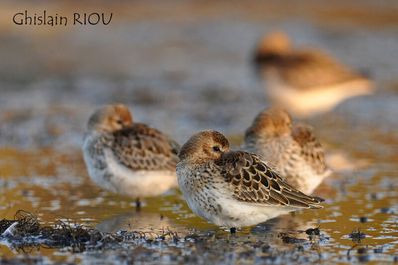 Dunlin